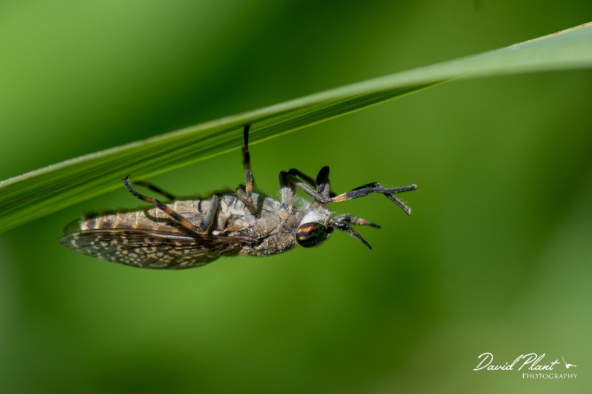 David Plant Photography - Wildlife Photography - Notch-horned cleg, Haematopota pluvialis - I.jpg - Notch-horned cleg, Haematopota pluvialis - North Somerset