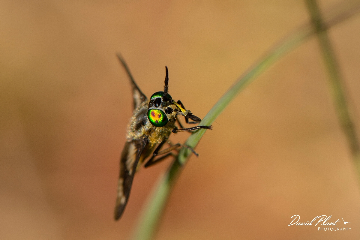 David Plant Photography - Wildlife Photography - Twin-lobed deerfly, Chrysops relictus - C.jpg - Twin-lobed deerfly, Chrysops relictus - Highland