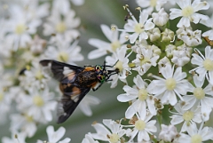 David Plant Photography - Wildlife Photographer - Splayed deerfly - B