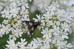 David Plant Photography - Wildlife Photographer - Splayed deerfly - C