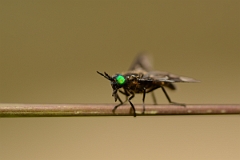 David Plant Photography - Wildlife Photography - Black deerfly - Chrysops sepulcralis - B