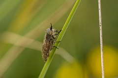 David Plant Photography - Wildlife Photography - Black-horned cleg - A