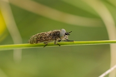 David Plant Photography - Wildlife Photography - Black-horned cleg - B