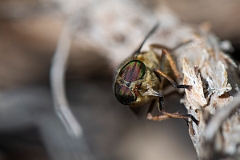 David Plant Photography - Wildlife Photography - Levels yellow-horned horsefly, Hybomitra ciureai - A