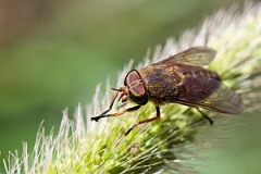 David Plant Photography - Wildlife Photography - Levels yellow-horned horsefly, Hybomitra ciureai - B