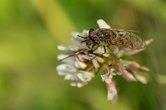 David Plant Photography - Wildlife Photography - Notch-horned cleg, Haematopota pluvialis - B