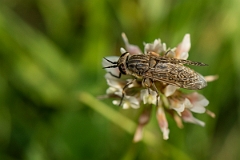 David Plant Photography - Wildlife Photography - Notch-horned cleg, Haematopota pluvialis - C