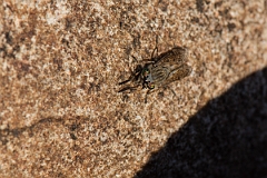 David Plant Photography - Wildlife Photography - Notch-horned cleg, Haematopota pluvialis - D