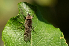 David Plant Photography - Wildlife Photography - Notch-horned cleg, Haematopota pluvialis - E