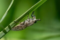 David Plant Photography - Wildlife Photography - Notch-horned cleg, Haematopota pluvialis - G