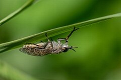 David Plant Photography - Wildlife Photography - Notch-horned cleg, Haematopota pluvialis - H