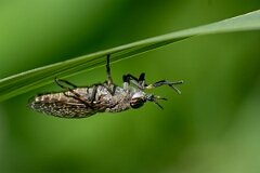 David Plant Photography - Wildlife Photography - Notch-horned cleg, Haematopota pluvialis - I