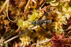 David Plant Photography - Wildlife Photography - Twin-lobed deerfly, Chrysops relictus - A
