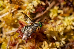 David Plant Photography - Wildlife Photography - Twin-lobed deerfly, Chrysops relictus - B