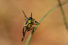 David Plant Photography - Wildlife Photography - Twin-lobed deerfly, Chrysops relictus - C