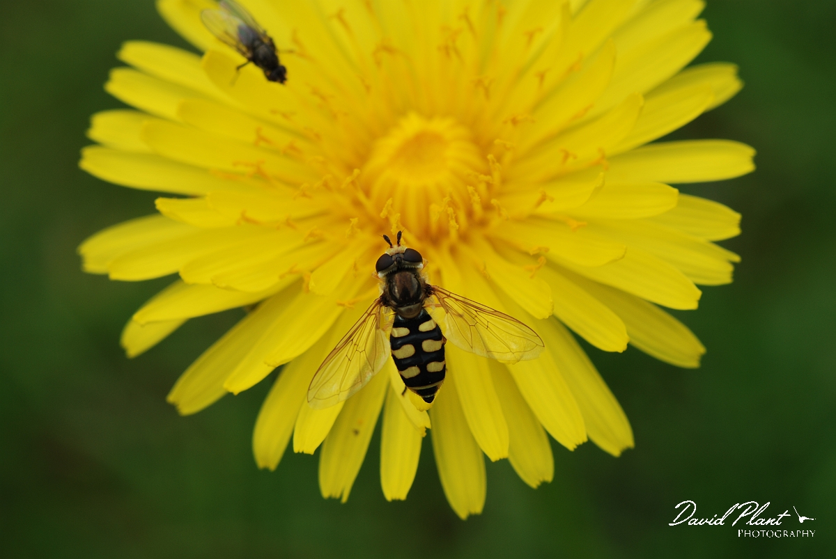 David Plant Photography - Wildlife Photographer - Eupeodes corollae - A.JPG - Eupeodes corollae - Cotswolds