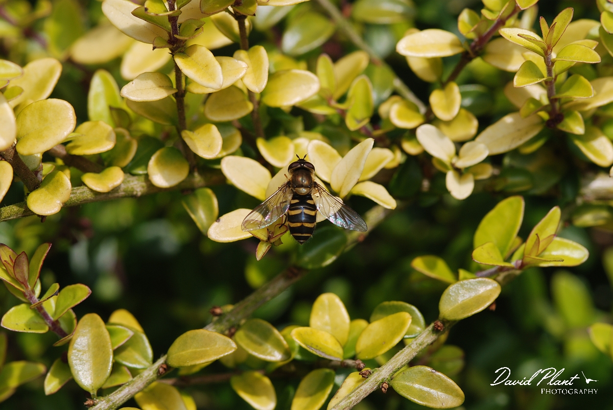 David Plant Photography - Wildlife Photographer - Parasyrphus punctulatus -  A.JPG - Parasyrphus punctulatus - Cotswolds