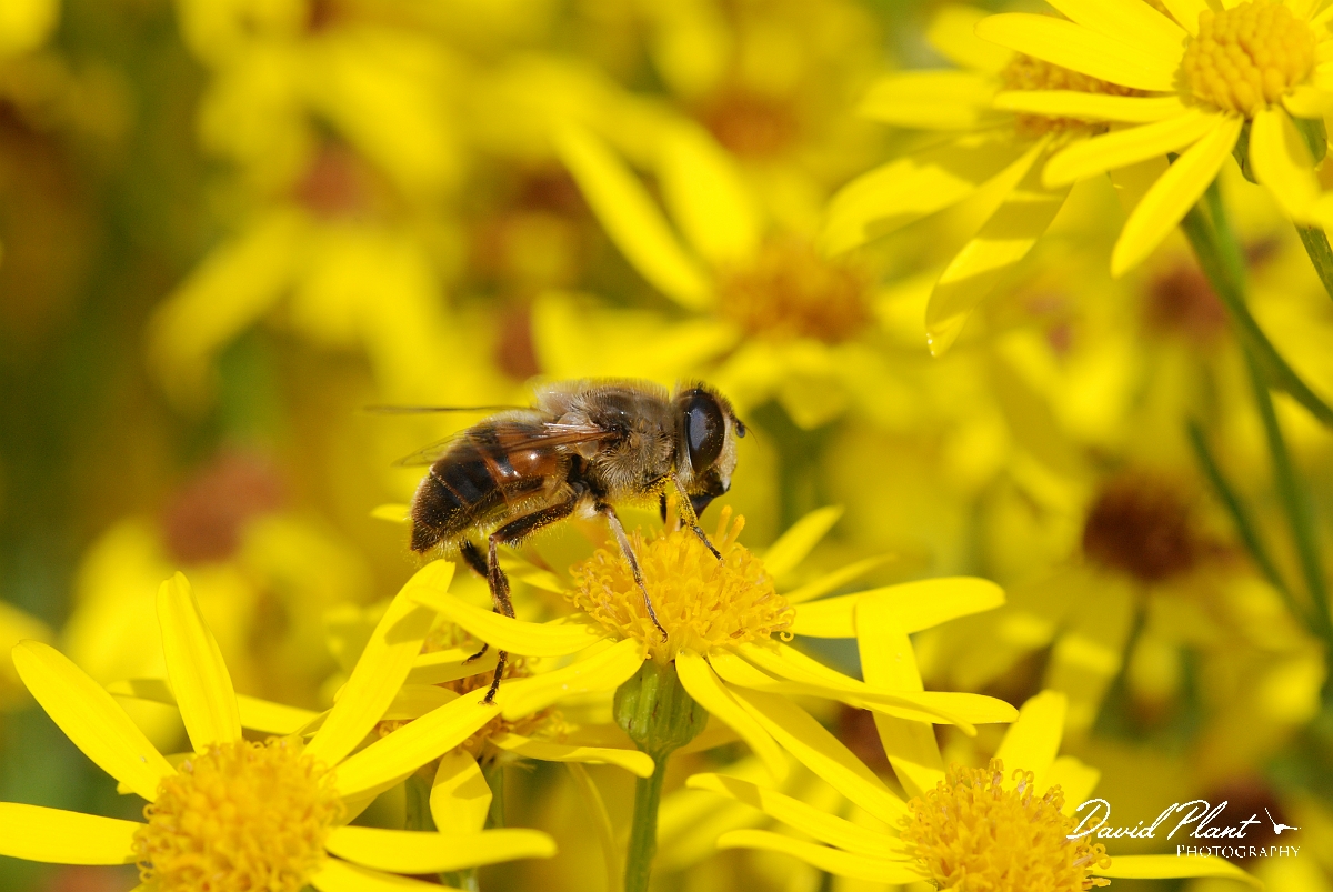 David Plant Photography - Wildlife Photography - Drone-fly Eristalis tenax - A.JPG - Drone-fly Eristalis tenax - Cotswolds