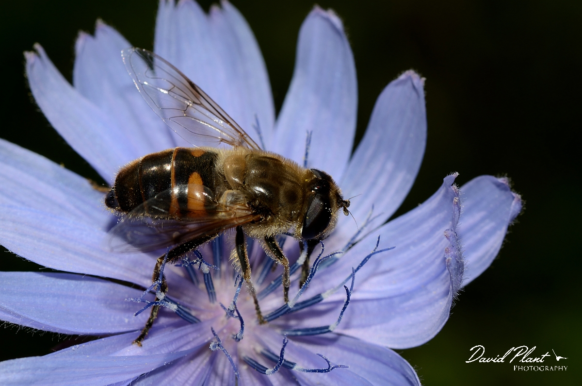 David Plant Photography - Wildlife Photography - Drone-fly Eristalis tenax - B.jpg - Drone-fly Eristalis tenax - Essex