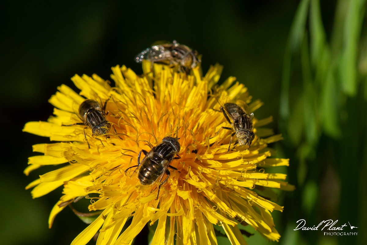 David Plant Photography - Wildlife Photography - Eristalinus sepulchralis - E.jpg - Eristalinus sepulchralis - Kent