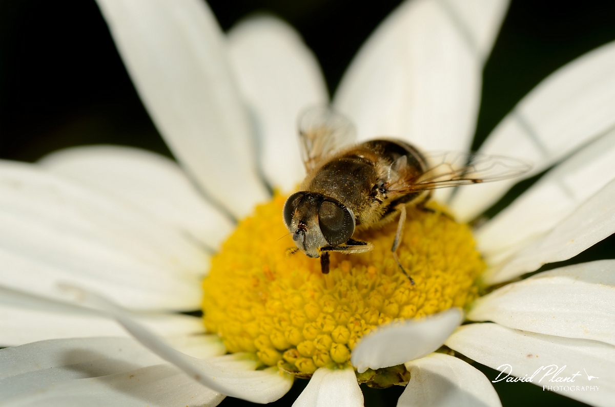 David Plant Photography - Wildlife Photography - Eristalis cryptarum - A.jpg - Eristalis cryptarum - Cotswolds