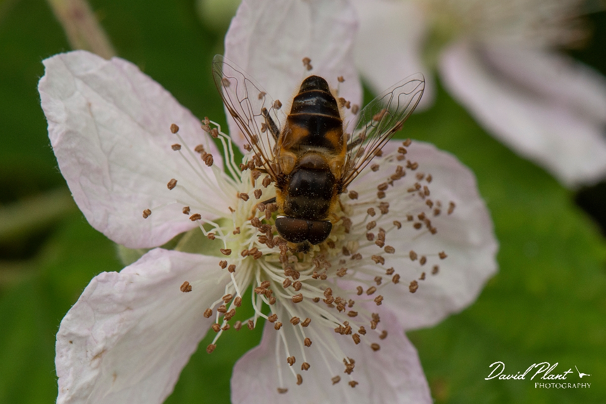 David Plant Photography - Wildlife Photography - Eristalis pertinax - C.jpg - Eristalis pertinax - Kent