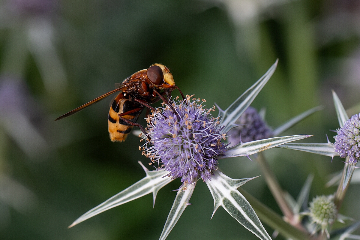 David Plant Photography - Wildlife Photography - Hornet hoverfly -Volucella zonaria - B.jpg - Hornet mimic hoverfly, Volucella zonaria - Cotswolds