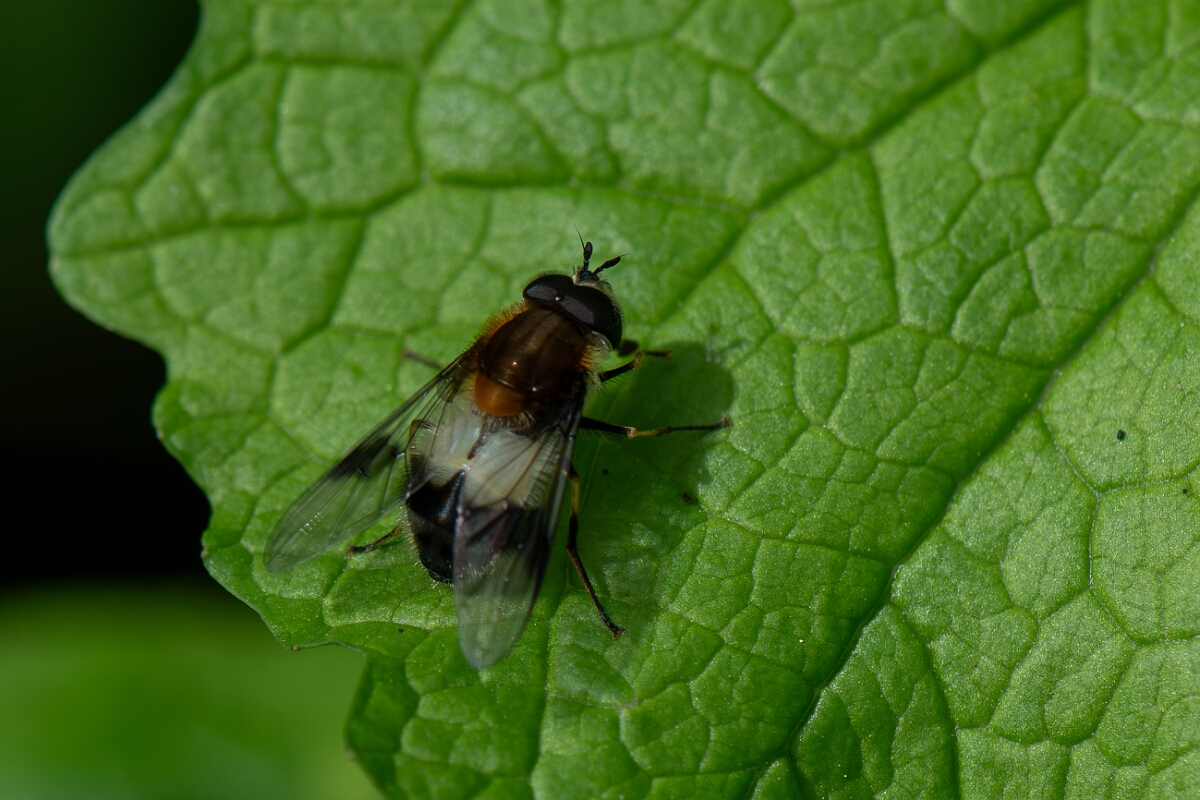 David Plant Photography - Wildlife Photography - Leucozona lucorum - B.jpg - Leucozona lucorum - Gloucestershire