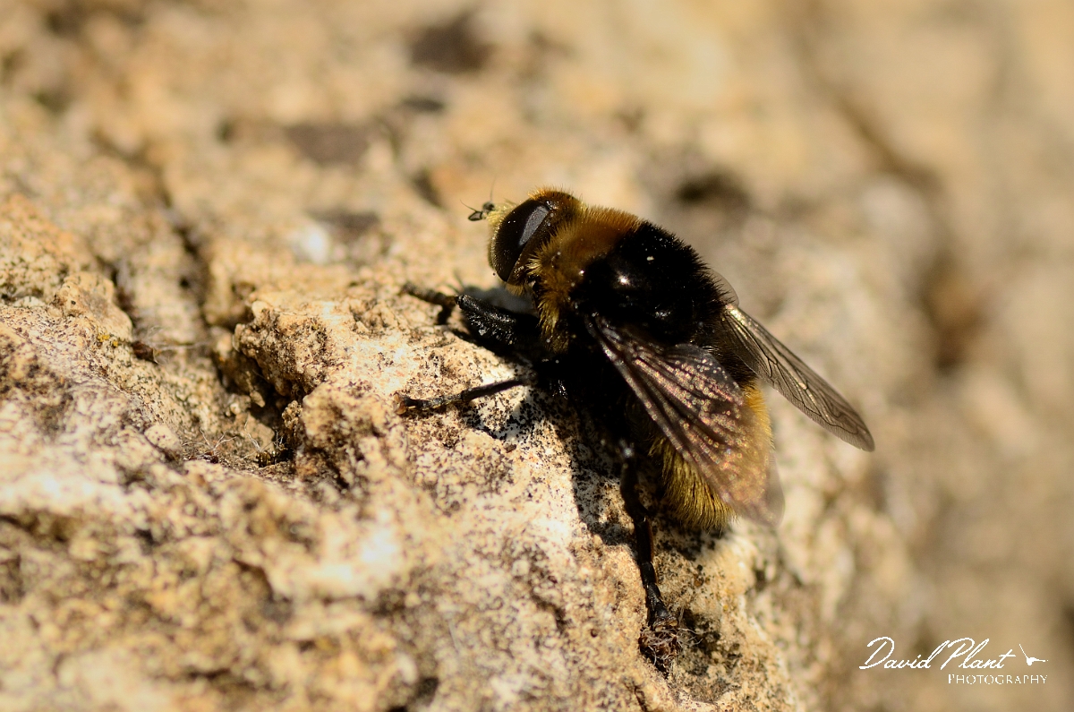 David Plant Photography - Wildlife Photography - Merodon equestris - B.jpg - Merodon equestris, close-up - Cotswolds
