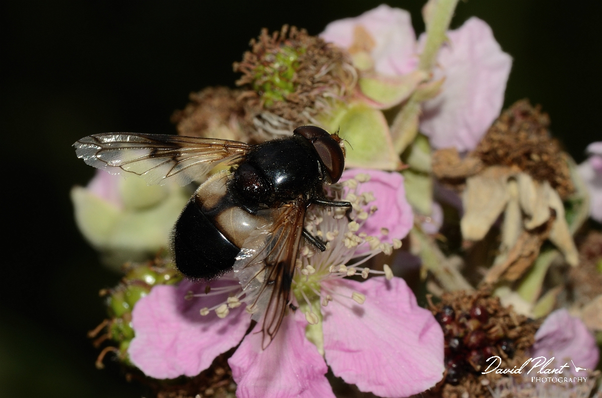 David Plant Photography - Wildlife Photography - Pellucid Hoverfly - Volucella pellucens - A.jpg - Pellucid hoverfly, Volucella pellucens - Oxfordshire