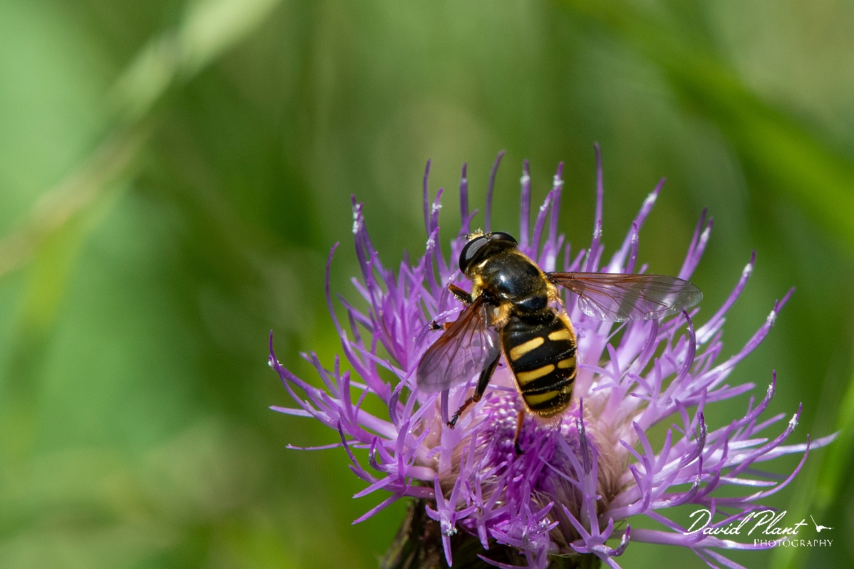 David Plant Photography - Wildlife Photography - Sericomyia silentis - E.jpg - Sericomyia silentis - Highland