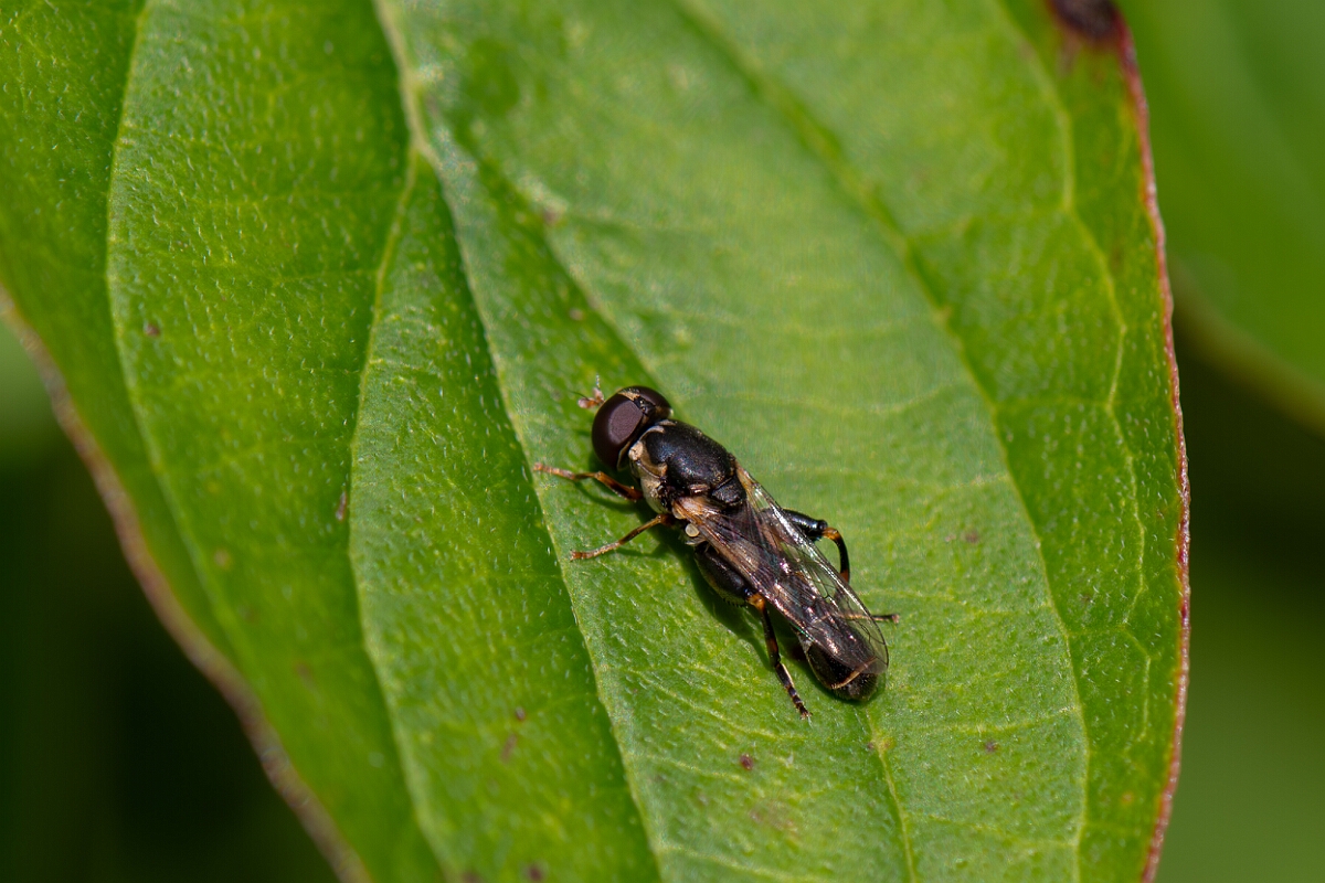 David Plant Photography - Wildlife Photography - Syritta pipens - D.jpg - Thick-legged hover fly, Syritta pipiens - Cotswolds