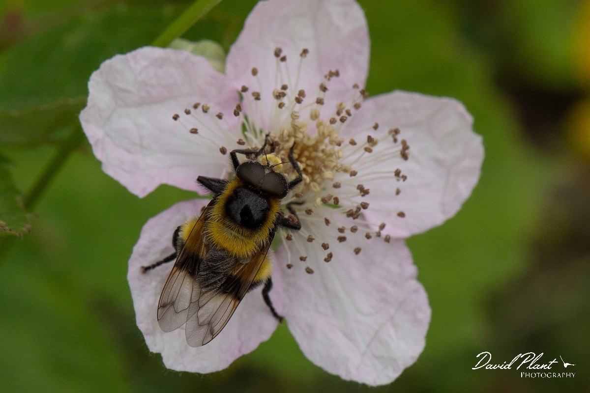 David Plant Photography - Wildlife Photography - Volucella bombylans - A.jpg - Bumble bee hover fly, Volucella bombylans on geranium - Cotswolds