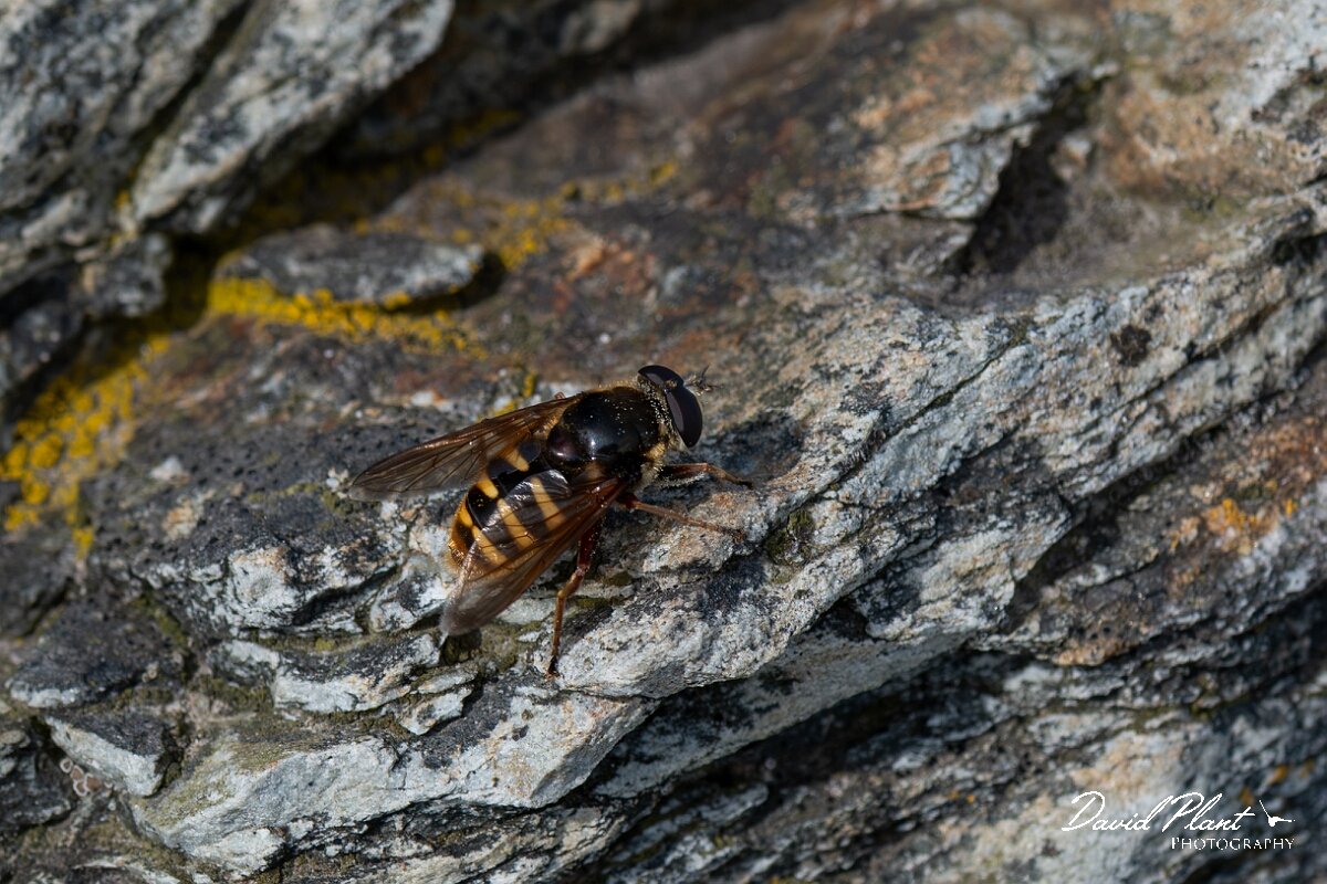David Plant Photography - Wildlife Photography - Yellow-barred peat hoverfly, Sericomyia silentis - A.jpg - Yellow-barred Peat Fly, Sericomyia silentis - Angelsey