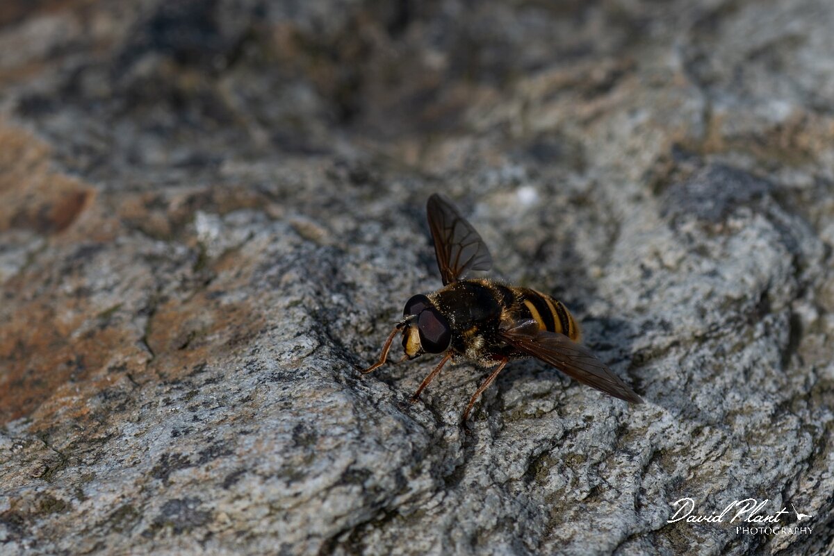 David Plant Photography - Wildlife Photography - Yellow-barred peat hoverfly, Sericomyia silentis - B.jpg - Yellow-barred Peat Fly, Sericomyia silentis - Angelsey