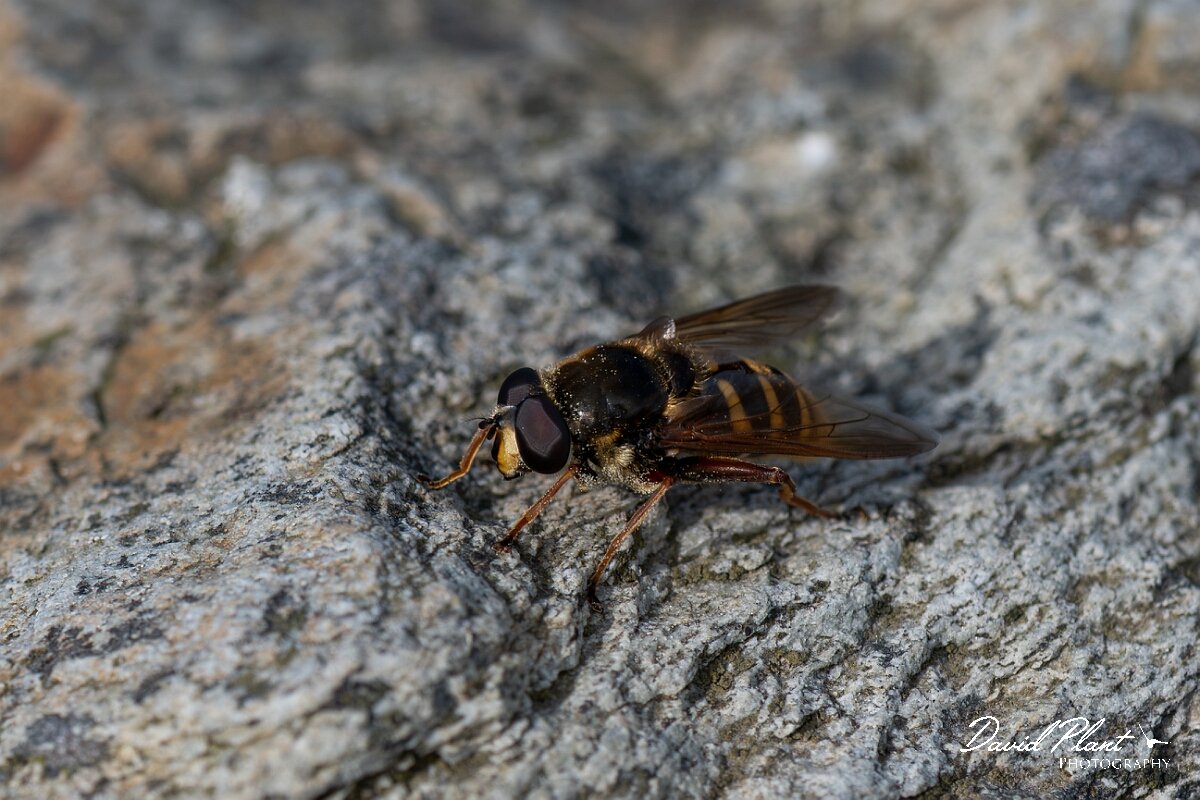 David Plant Photography - Wildlife Photography - Yellow-barred peat hoverfly, Sericomyia silentis - C.jpg - Yellow-barred Peat Fly, Sericomyia silentis - Angelsey