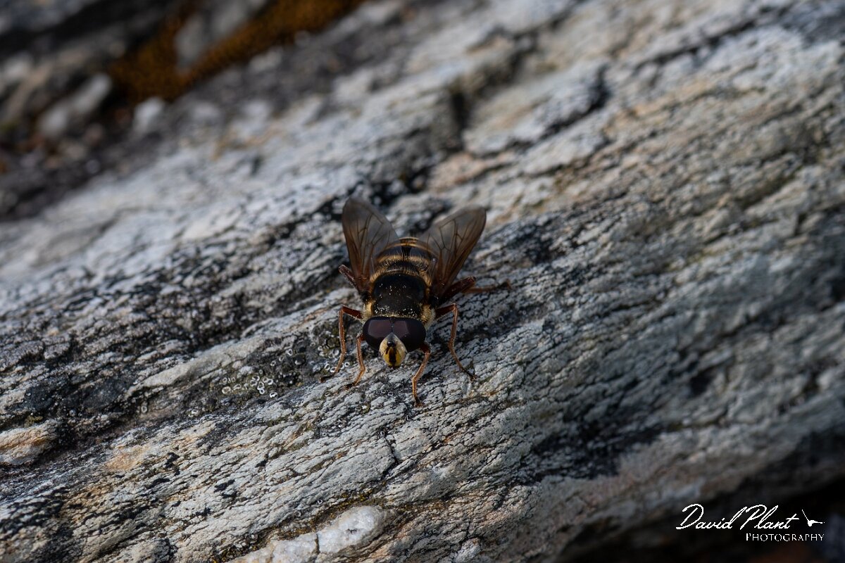 David Plant Photography - Wildlife Photography - Yellow-barred peat hoverfly, Sericomyia silentis - D.jpg - Yellow-barred Peat Fly, Sericomyia silentis - Angelsey
