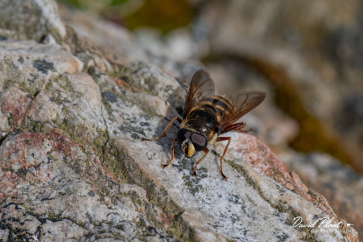 David Plant Photography - Wildlife Photography - Yellow-barred peat hoverfly, Sericomyia silentis - F.jpg - Yellow-barred Peat Fly, Sericomyia silentis - Angelsey