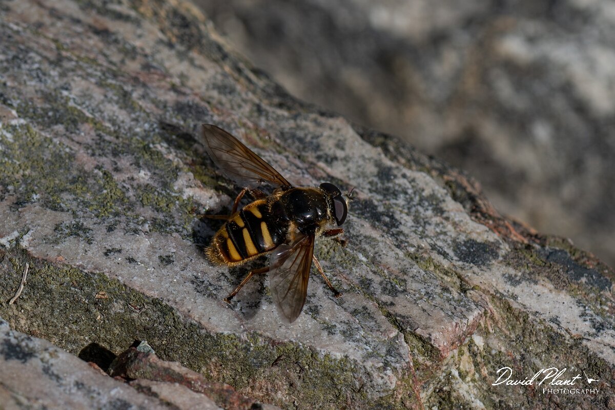 David Plant Photography - Wildlife Photography - Yellow-barred peat hoverfly, Sericomyia silentis - H.jpg - Yellow-barred Peat Fly, Sericomyia silentis - Angelsey