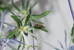 David Plant Photography - Wildlife Photographer - Dasysyrphus albostriatus - A