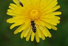 David Plant Photography - Wildlife Photographer - Eupeodes corollae - A