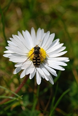 David Plant Photography - Wildlife Photographer - Eupeodes corollae - B