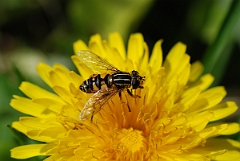 David Plant Photography - Wildlife Photographer - Helophilus pendulus - B