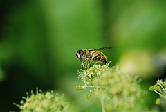 David Plant Photography - Wildlife Photographer - Myathropa florea - B