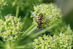 David Plant Photography - Wildlife Photographer - Myathropa florea - C