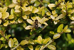 David Plant Photography - Wildlife Photographer - Parasyrphus punctulatus -  A