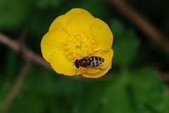 David Plant Photography - Wildlife Photographer - Syrphus ribesii - A