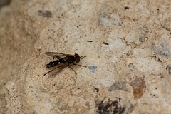 David Plant Photography - Wildlife Photography - Anasimyia contracta - A