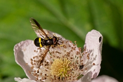 David Plant Photography - Wildlife Photography - Chrysotoxum bicunctum - A