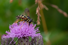 David Plant Photography - Wildlife Photography - Chrysotoxum festivum - A